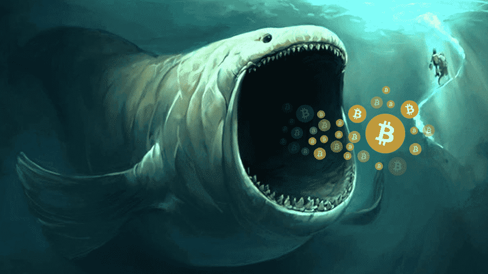 Bitcoin Whales Accumulate: Market Enters New Scarcity Phase