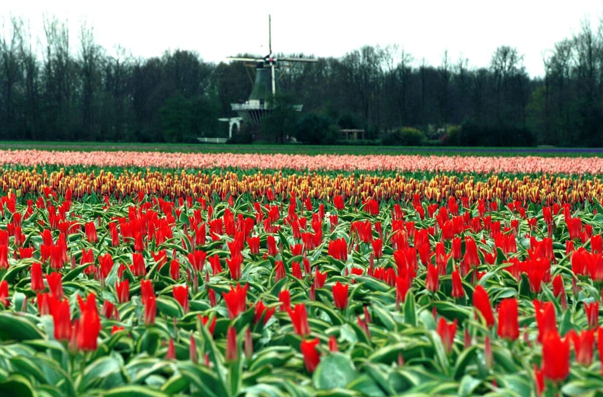 Is Bitcoin Losing Its Shine? The Digital Gold vs. Digital Tulip Debate Heats Up