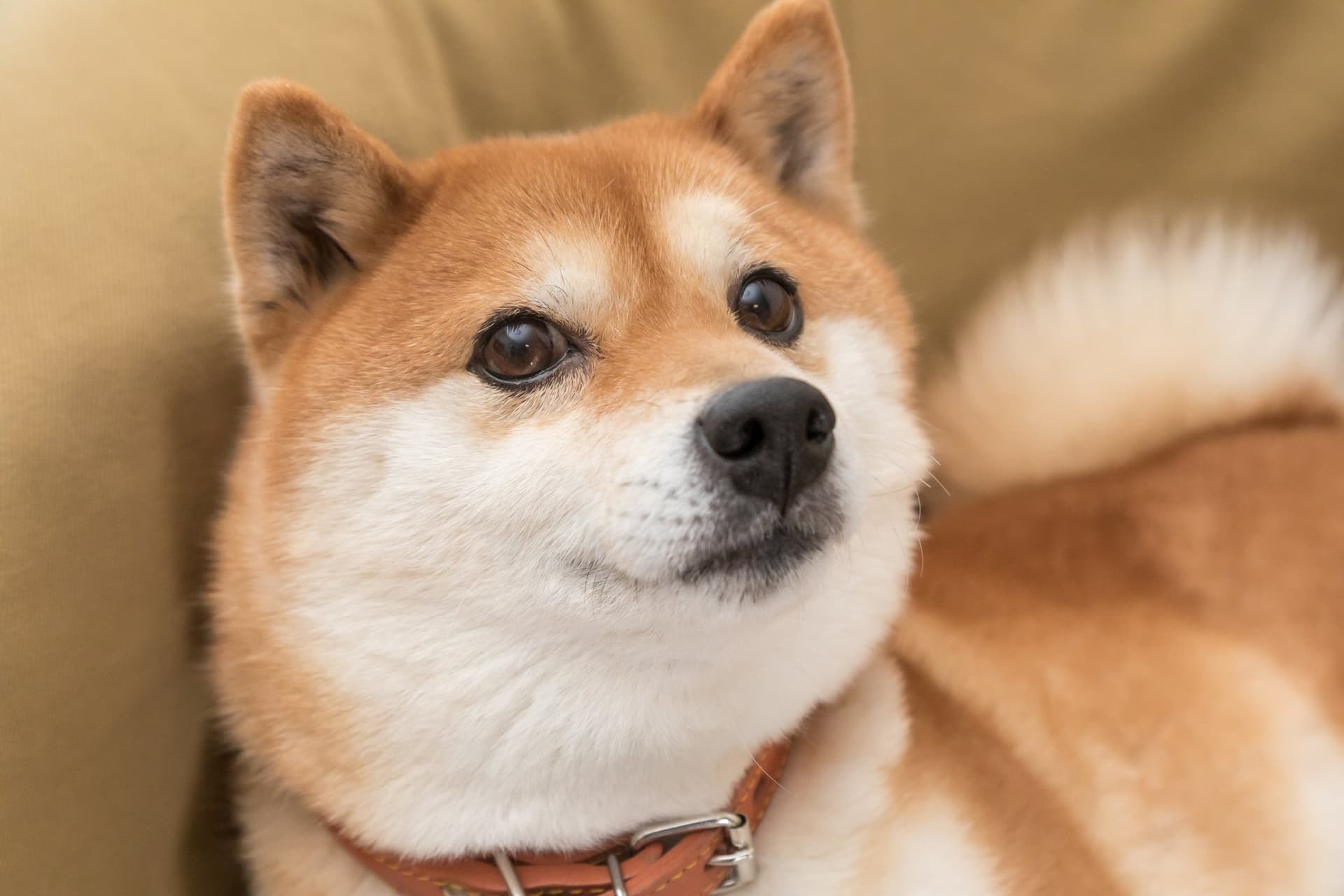 Can Shiba Inu Transform into Your Next Millionaire-Maker Cryptocurrency?