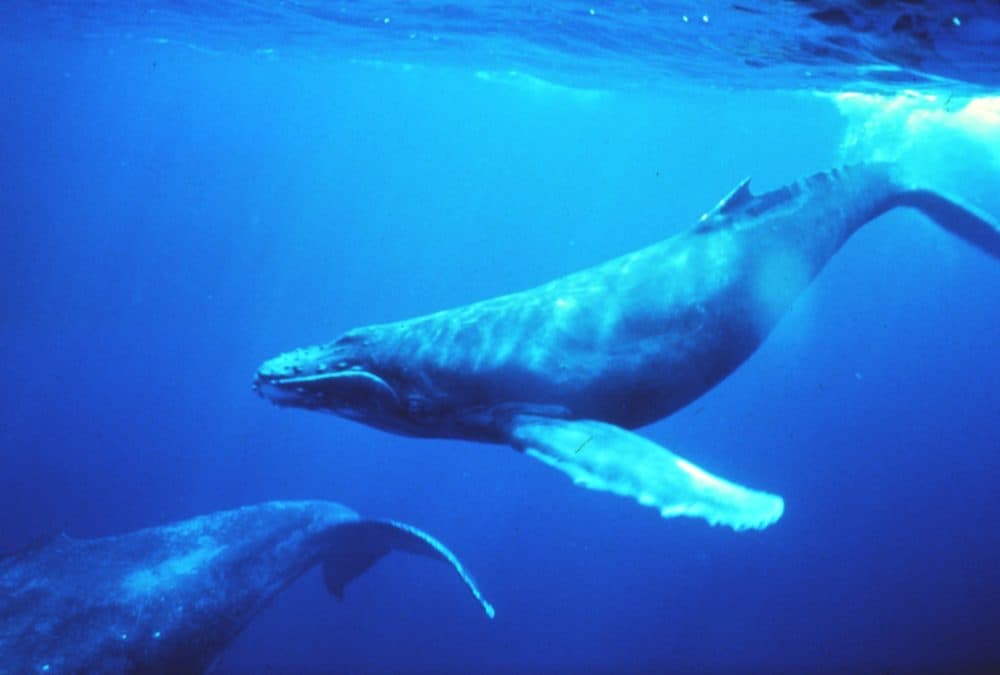 Bitcoin Whales Are Accumulating: Is This the Start of a Bull Run?